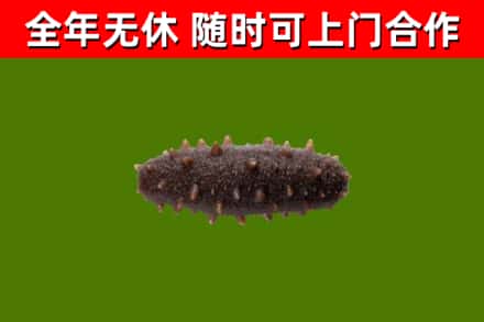 绥芬河烟酒回收干海参.jpg